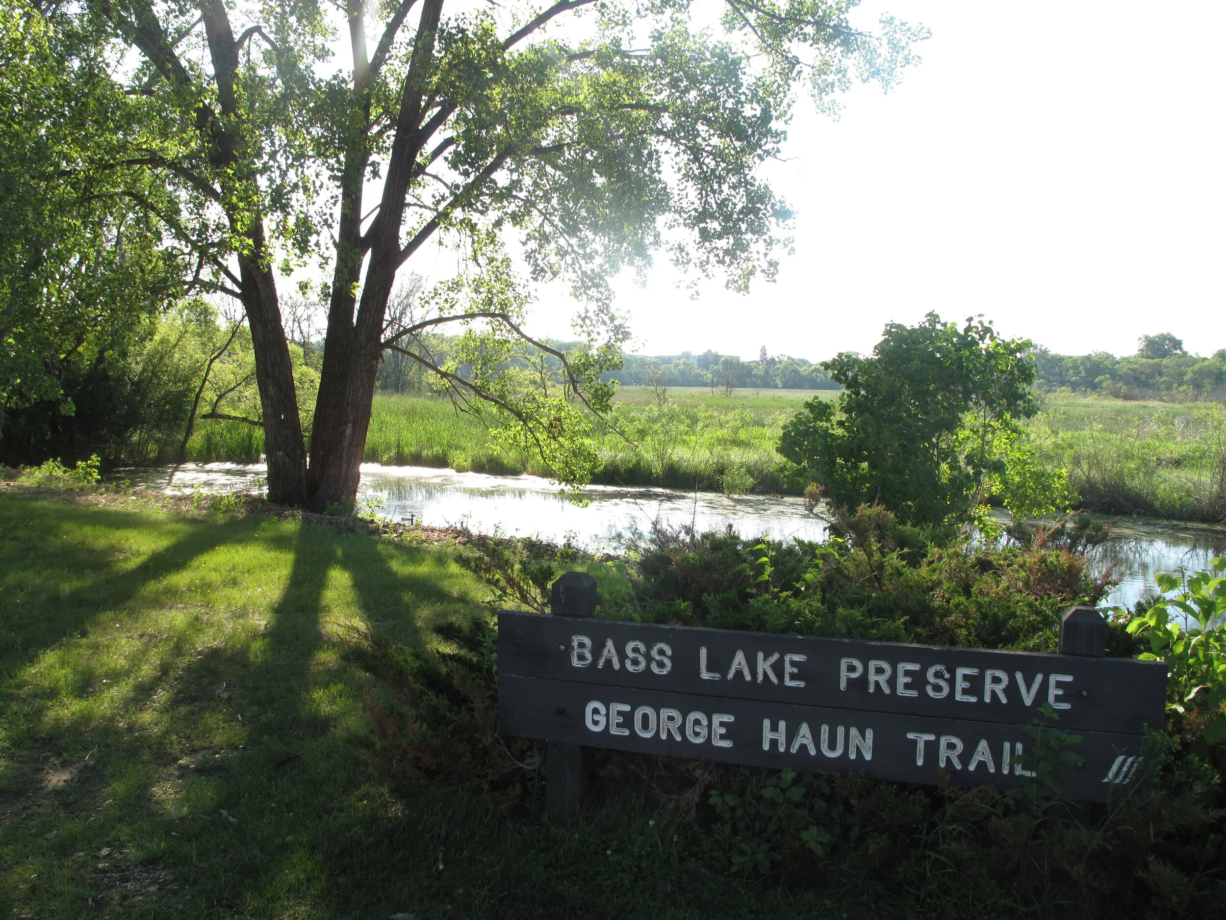 Creekside habitat at Bass Lake Preserve.